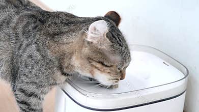 Thirsty Cat Drinking from Bowl, Cute Domestic Animal Scene