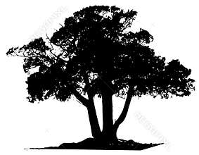 Vector Tree Black Outline