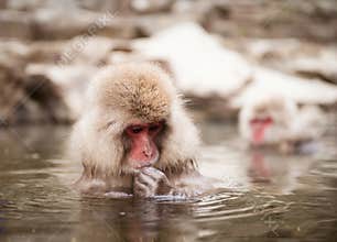 Japanese macaque in hot spring