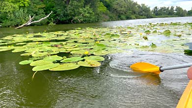 Kayaker paddling through water lilies on calm river