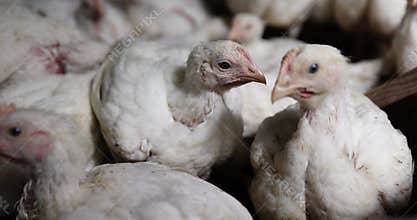 white chickens partially without plumage at a poultry farm