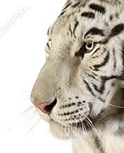 White Tiger