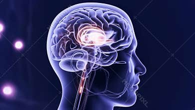 Transparent skull reveals bright thalamus and detailed brain cortex lines, cortex pulse grows clearer, imaging grid maps cortex