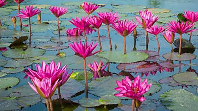 Purple water lilies in garden ponds