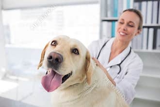 Dog with female veterinarian