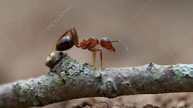 Ant exploration: a closeup journey on a mosscovered branch in natural habitat