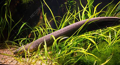 Electric eel