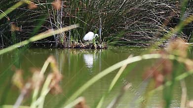 Great White Egret Preening And Eating In Wetlands With Green Reeds