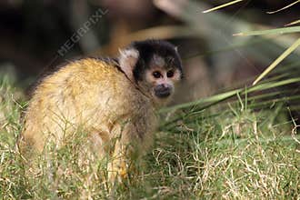Black-capped squirrel monkey (Saimiri boliviensis)