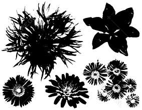 Flower Vectors Black Outlines