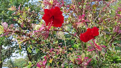 variegated hibiscus rosa sinensis with shades of burgundy leaves