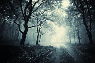 Path trough a dark mysterious forest with fog