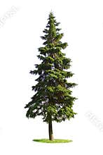 Giant spruce tree