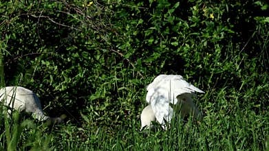 An intermediate egret grooms its beautiful white feathers in the midst of lush vegetation.