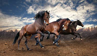 Wild jump bay horses