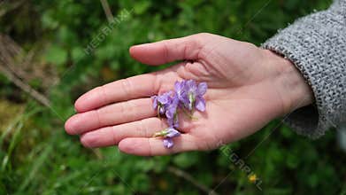 Picking purple violets in Green Meadow