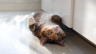 Curious calico cat lying on the floor, wants to play, looking at camera bottom view