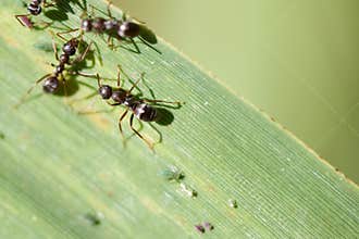 Black ants crawling on a green leaf in a natural environment during daylight