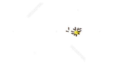 Ants eating a raw honey isolated on white background