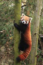 Lesser panda