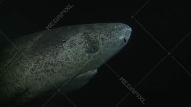 Greenland Shark Approaches Sideways