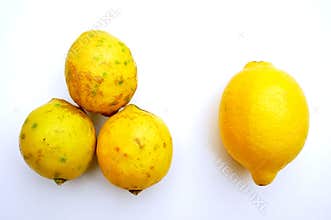 Organic food versus gmo food : lemons. healthy and unhealthy concept