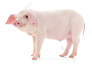 Pig on white