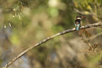Brown-hooded kingfisher