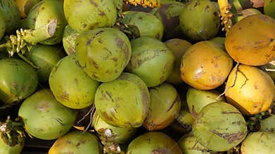 Fresh coconuts that have just been harvested in Asia