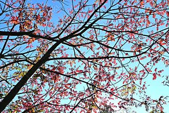 Japan wax tree autumn leaves. Anacardiaceae Dioecious deciduous tree.