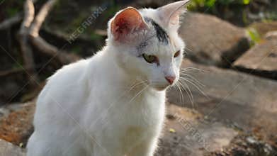 Portrait of a white fluffy kitten. Garden background. Cute animal outdoors. Animal adventures on open park roads.