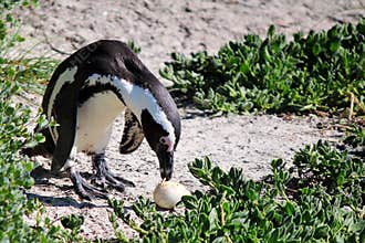 African Penguin
