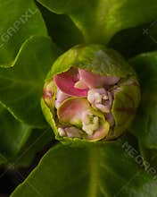 House Hydrangea Flower Slowly Opening in Winter