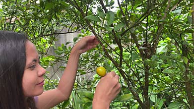 young asian woman harvesting calamansi fruit