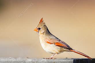 Female Northern Cardinal Looking For Food