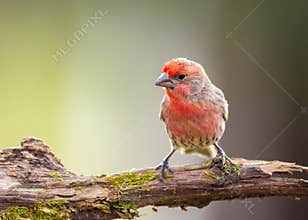 A Beautiful House Finch On A Branch