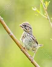 Juvenile Song Sparrow Perched On Willow