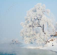 Rimed Tree and Ice River