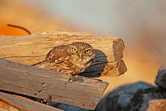 Little Owl (Athene noctua) peering through the boards in the morning light