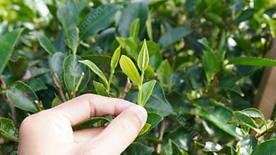 Pick the tea leaves directly in the morning