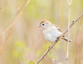 A Tiny Field Sparrow On A Weed
