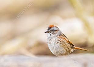 A Tiny Cute Swamp Sparrow