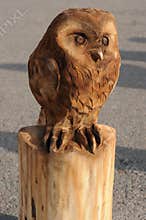 Owl