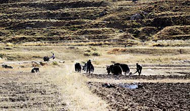 Different cultivation method in tibet