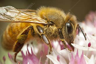 Honey bee
