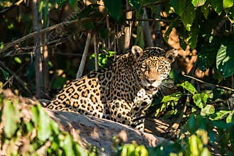 Jaguar peruvian Amazon jungle Madre de Dios Peru