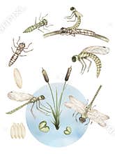 watercolor hand drawn dragonfly life cycle illustration poster, children educational clipart, graphic insect life growth print