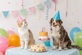 Cat, dog birthday party studio shot