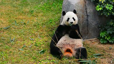 Giant panda