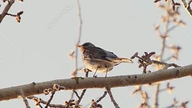 Turdus pilaris singing. Fieldfare Turdus pilaris, Turdidae